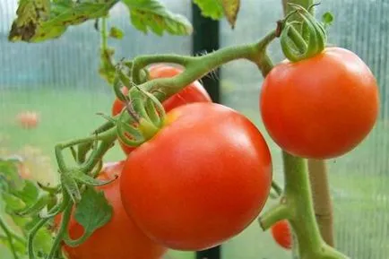 De ce nu legat tomate în seră, ce să facă, și de ce nu ovar - eteplitsa - viața mea