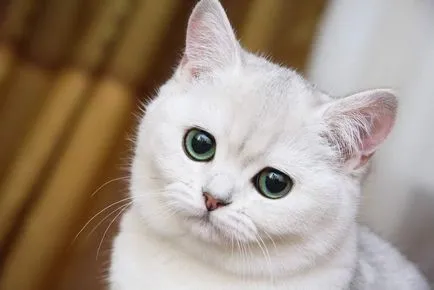 De ce face un rahat pisica în patul 1 (de ce) De ce face un rahat de pisică în pat 1