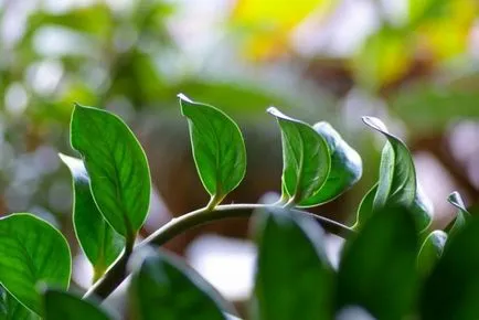 De ce Zamioculcas rândul său, galben, ofilirea, frunze uscate, trunchi înnegrit, cauze, ce să facă, fotografie, (frunze) De ce Zamioculcas rândul său, galben, ofilirea, frunze uscate, trunchi înnegrit, cauze, ce să facă, fotografie,