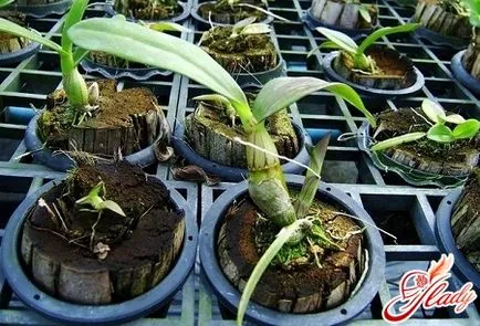 De ce flori orhidee ofili elimina cauzele posibile (flori) De ce flori orhidee ofili elimina cauzele posibile