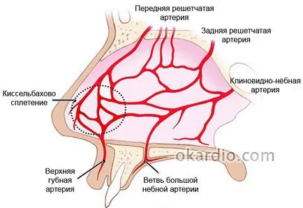 De ce copilul a fost sângerare din nas, primul ajutor, tratament (sânge) De ce copilul a fost sângerare din nas, prim ajutor, tratament