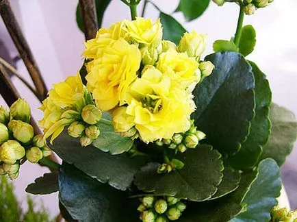 De ce frunze rândul său, kalanchoe galben, de îngrijire la domiciliu, udare motivul pentru culori video,
