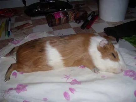 De ce cobaii dorm cu ochii deschisi
