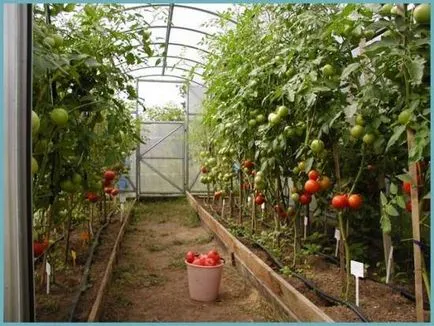 De ce nu legat tomate în seră, ce să facă, și de ce nu ovar - eteplitsa - viața mea