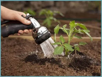 De ce nu legat tomate în seră, ce să facă, și de ce nu ovar - eteplitsa - viața mea