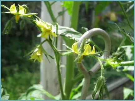 De ce nu legat tomate în seră, ce să facă, și de ce nu ovar - eteplitsa - viața mea