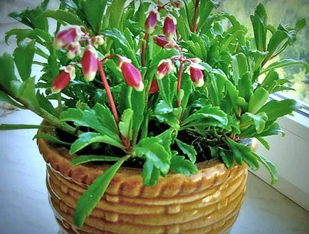 De ce frunze rândul său, kalanchoe galben, de îngrijire la domiciliu, udare motivul pentru culori video,