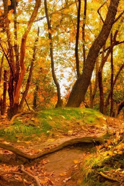 De ce frunzele se încadrează în toamnă, deoarece copacii lor vărsat