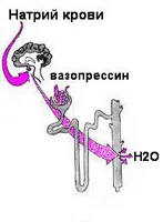 Rinichii - cum funcționează