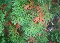 De ce galben Thuja
