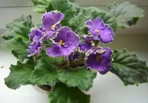 De ce camera ofilirea Violet, și ce să facă