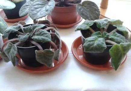 De ce camera ofilirea Violet, și ce să facă