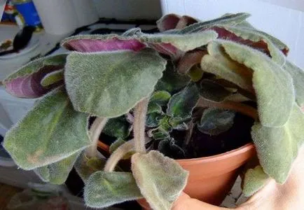 De ce camera ofilirea Violet, și ce să facă