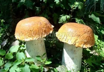 Artizanat pentru gradina cu propriile sale mâini