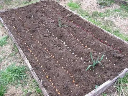 Pregătirea arpagic pentru plantarea în primăvară (set ceapă) Pregătirea arpagic pentru plantarea în primăvară