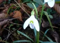 specii Ghiocel interesante, cultivare, ingrijire, inmultire (interesant) specii Ghiocel interesante, cultivare, ingrijire, inmultire