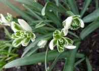 Ghiocel interesante specii, cultivare, îngrijire, de reproducere (specii) specii Ghiocel interesante, cultivare, ingrijire, inmultire