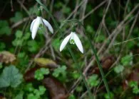 Ghiocel interesante specii, cultivare, îngrijire, de reproducere (specii) specii Ghiocel interesante, cultivare, ingrijire, inmultire