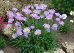 fertiliza asters