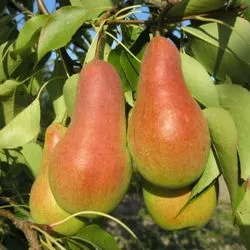 Fertilizarea pere - alimentarea în primăvara, vara și toamna (în primăvară) Fertilizarea pere - alimentarea în primăvara, vara și toamna