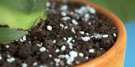 Fertilizarea cenușă cum să se pregătească lemn pentru infuzia de video color