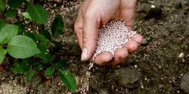Fertilizarea cenușă cum să se pregătească lemn pentru infuzia de video color