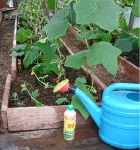 Fertilizarea de castraveți în teren deschis (dressing) Fertilizarea de castraveți în teren deschis