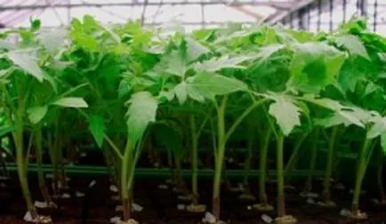 Fertilizarea răsadurilor de tomate și ardei