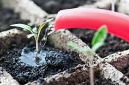 Fertilizarea răsadurilor de tomate și ardei