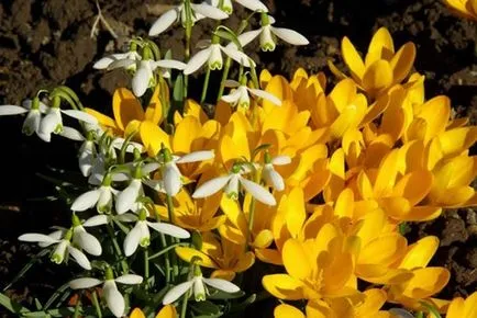 Ghiocel interesante specii, cultivare, îngrijire, reproducere (ghiocel) specii Ghiocel interesante, cultivare, ingrijire, inmultire