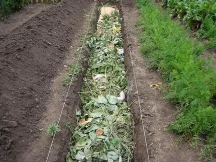 Fertilizarea de castraveți în teren deschis (castraveți) Fertilizarea de castraveți în teren deschis