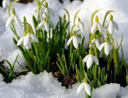Ghiocel interesante specii, cultivare, îngrijire, reproducere (ghiocel) specii Ghiocel interesante, cultivare, ingrijire, inmultire