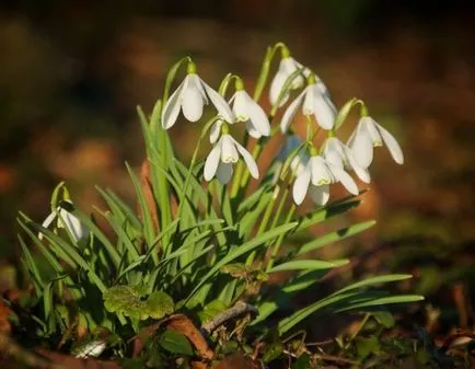 Descrierea Ghioceii a speciilor de plante în creștere (foto) (de primăvară plantelor de pădure ghiocelul floare Galanthus multe tipuri de alb) Descrierea Ghioceii a speciilor de plante în creștere (foto)