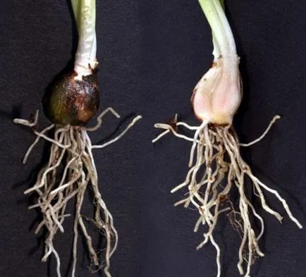 specii, cultivare, îngrijire, reproducere (alegeri ghiocelul Galanthus îngrijire clasificarea speciilor de boli tipice la fața locului de aterizare și a dăunătorilor în proiectarea peisajului) Ghiocel interesante specii Ghiocel interesante, cultivare, ingrijire, inmultire
