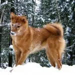 dificultăți Husky caracter rasă, de îngrijire, de formare și educație (de îngrijire) Husky caracter rasă, îngrijire, formare și educație provocări