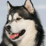 caracter Husky rasa, de îngrijire, dificultăți de formare și educație (formare profesională) Husky caracter rasă, îngrijire, formare și educație provocări