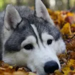 caracter Husky rasa, de îngrijire, dificultăți de formare și educație (formare profesională) Husky caracter rasă, îngrijire, formare și educație provocări