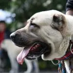 câinii turci Kangal rasa (55 poze) Shepherd anatolian, care este anatoliană, descriere, video