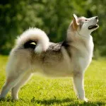 dificultăți Husky caracter rasă, de îngrijire, de formare și educație (de îngrijire) Husky caracter rasă, îngrijire, formare și educație provocări