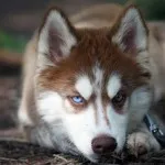 caracter Husky rasa, de îngrijire, dificultăți de formare și educație (formare profesională) Husky caracter rasă, îngrijire, formare și educație provocări