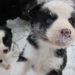 dificultăți Husky caracter rasă, de îngrijire, de formare și educație (caracter) Husky caracter rasă, îngrijire, formare și educație provocări