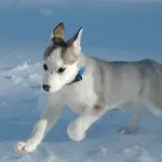 dificultăți Husky caracter rasă, de îngrijire, de formare și educație (de îngrijire) Husky caracter rasă, îngrijire, formare și educație provocări