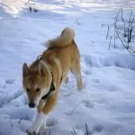 dificultăți Husky caracter rasă, de îngrijire, de formare și educație (rocă) Husky caracter rasă, îngrijire, formare și educație provocări