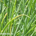 Udarea si fertilizarea decat ceapa, atunci când și cât de mult, cabana