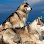 caracter Husky rasa, de îngrijire, dificultăți de formare și educație (formare profesională) Husky caracter rasă, îngrijire, formare și educație provocări
