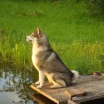 Husky caracter rasa, de îngrijire, de formare și educație dificultăți (Laika) Husky caracter rasă, îngrijire, formare și educație provocări