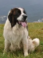 rasa de caini Griffon