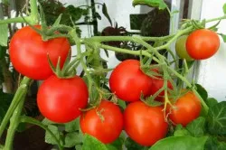 Cultivarea tomate, tehnici de plantare și îngrijire (de îngrijire) cultivare tomate, tehnici de plantare și întreținere