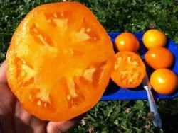 tomate curmale