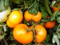 tomate curmale